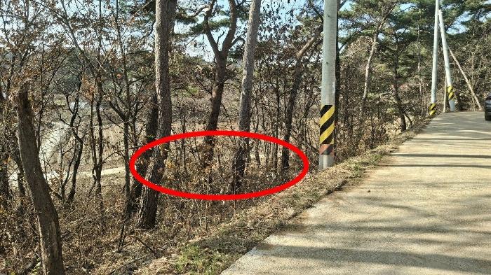충청남도 당진시 고대면 장항리 739-10 임야 경매 사진 6