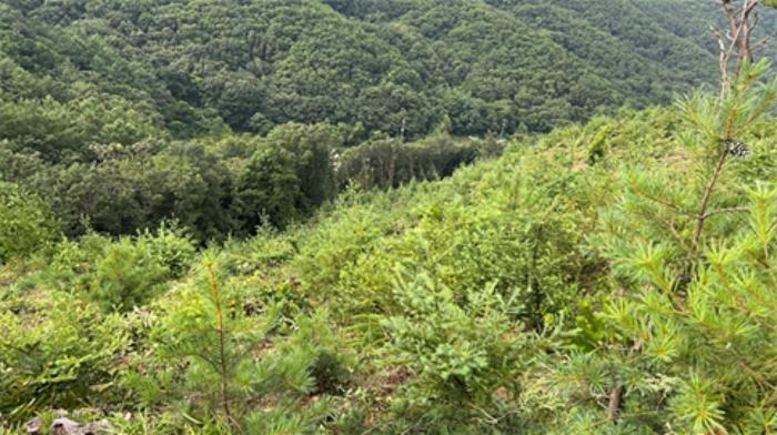경기도 양평군 서종면 문호리 산3-4 임야 경매 사진 8