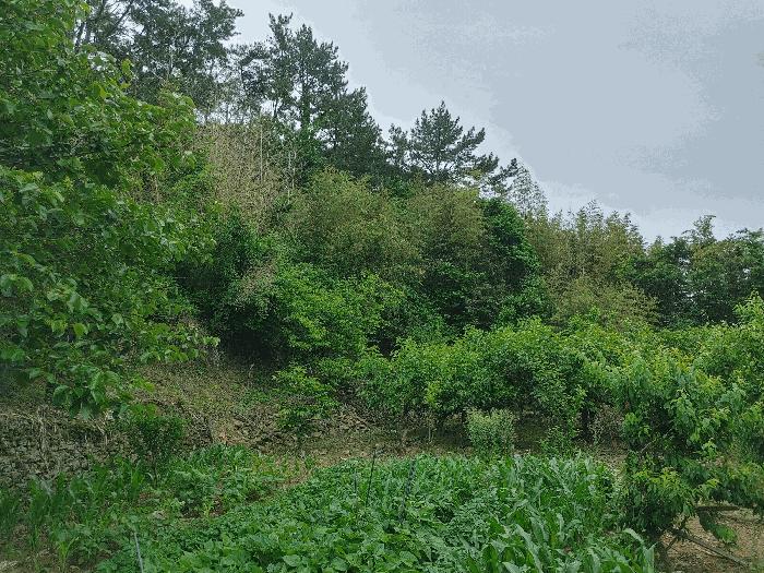 경상남도 거제시 거제면 내간리 7 대지 경매 사진 4