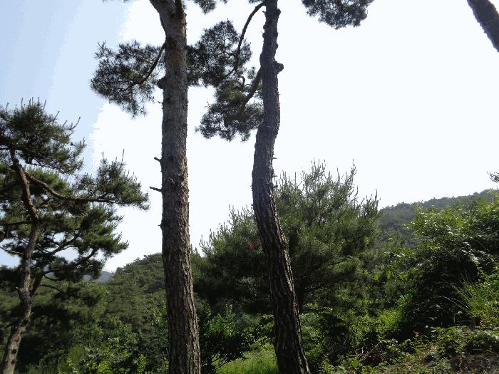 전라남도 화순군 동면 서성리 198-39 전 경매 사진 3