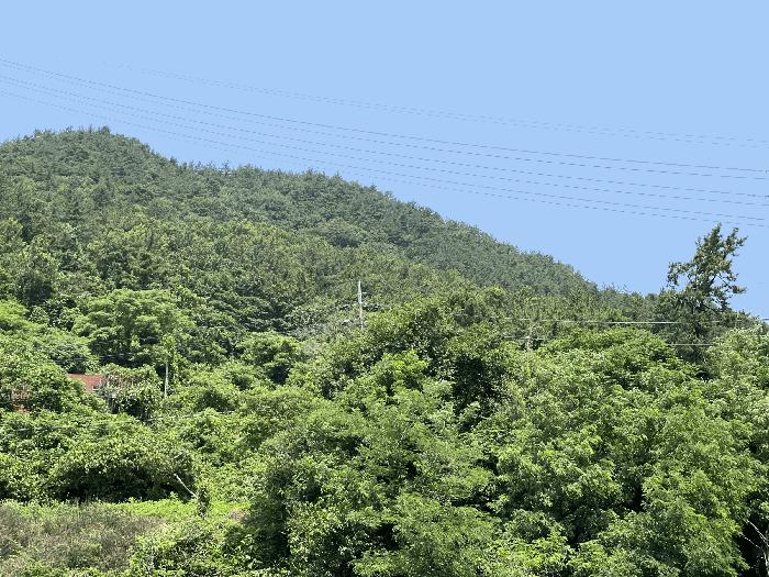 전라남도 무안군 삼향읍 용포리 산38-2 임야 경매 사진 3