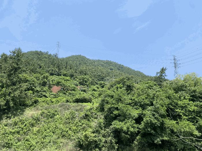 전라남도 무안군 삼향읍 용포리 산38-2 임야 경매 사진 4