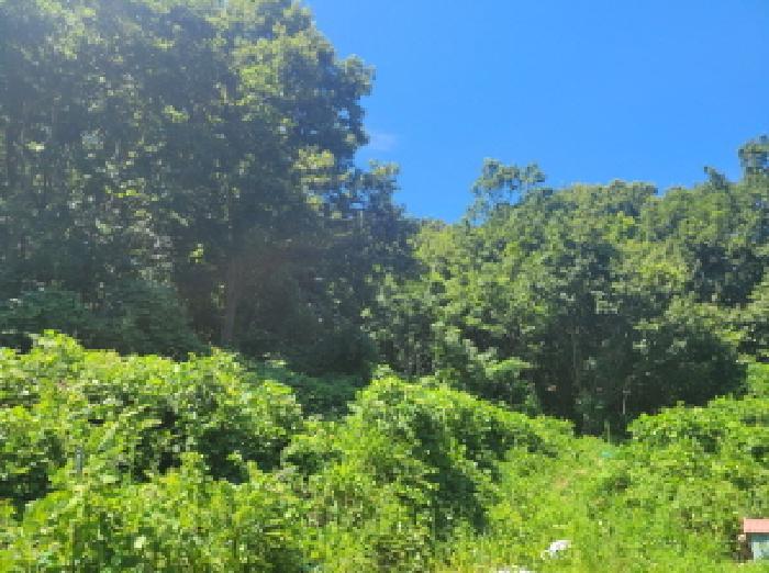 전라남도 여수시 오림동 산61 임야 경매 사진 10