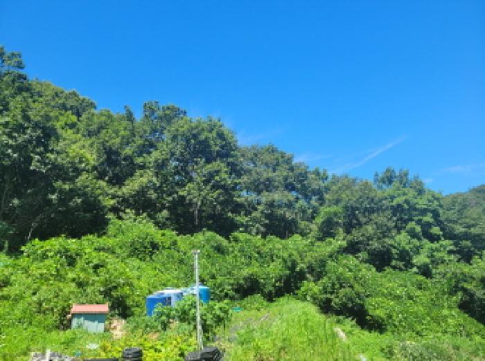 전라남도 여수시 오림동 산61 임야 경매 사진 11