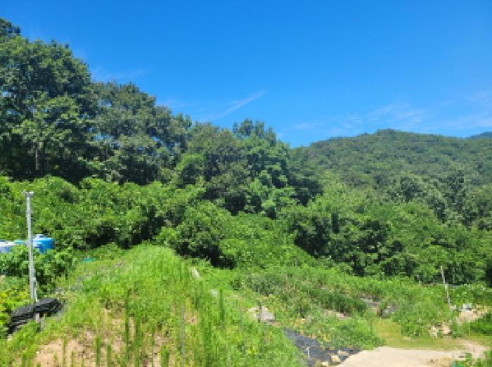 전라남도 여수시 오림동 산61 임야 경매 사진 12