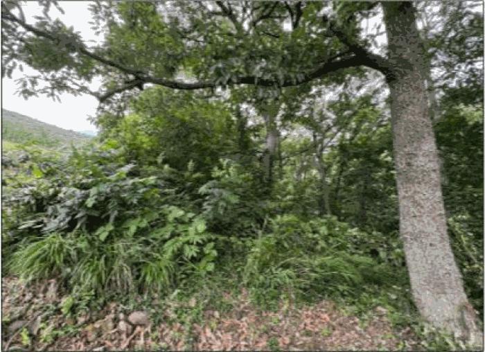 전라남도 여수시 오림동 산61 임야 경매 사진 3