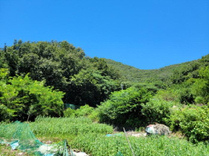 전라남도 여수시 오림동 산61 임야 경매 사진 5