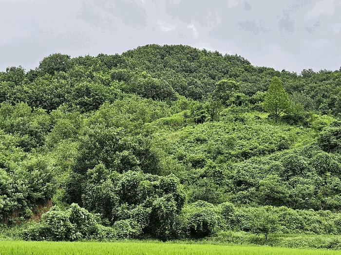 충청남도 천안시 동남구 광덕면 무학리 319 전 경매 사진 3