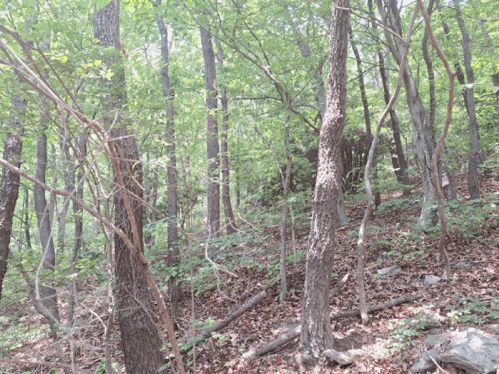 전라남도 여수시 봉계동 산139 임야 경매 사진 1