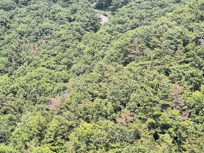 전라남도 여수시 봉계동 산139 임야 경매 사진 3