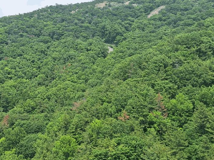 전라남도 여수시 봉계동 산139 임야 경매 사진 4
