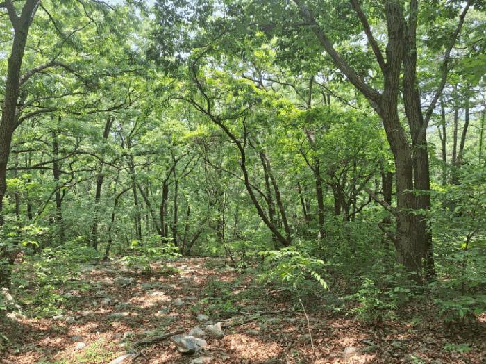 전라남도 여수시 봉계동 산139 임야 경매 사진 5