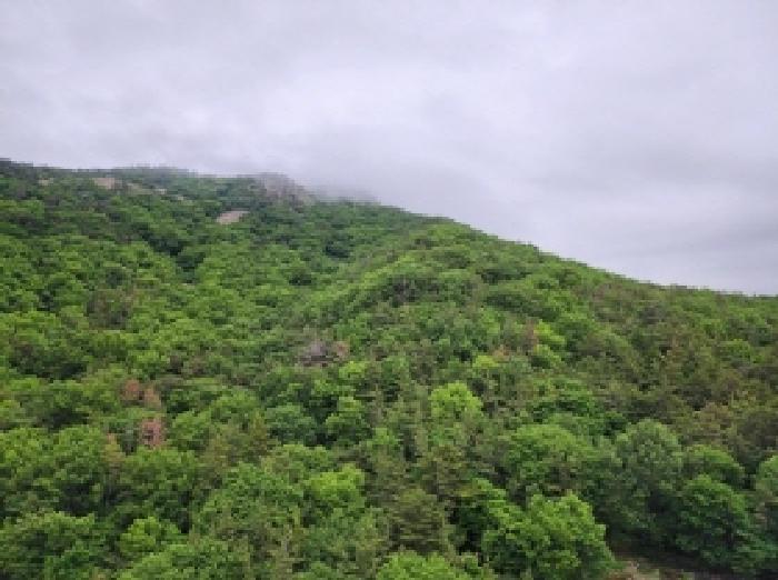 전라남도 여수시 봉계동 산139 임야 경매 사진 7