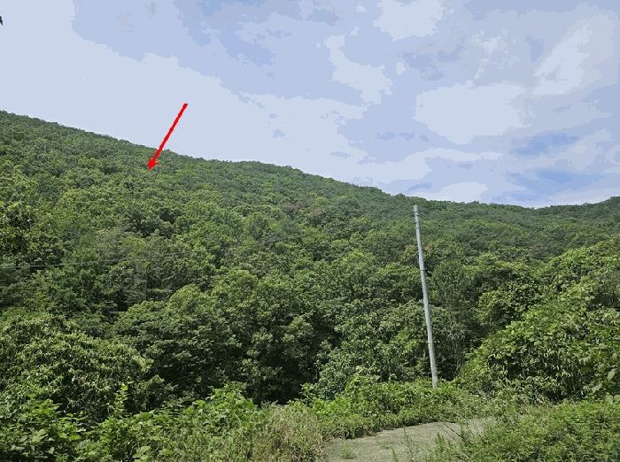 경상북도 청도군 이서면 칠엽리 산135-1 임야 경매 사진 6