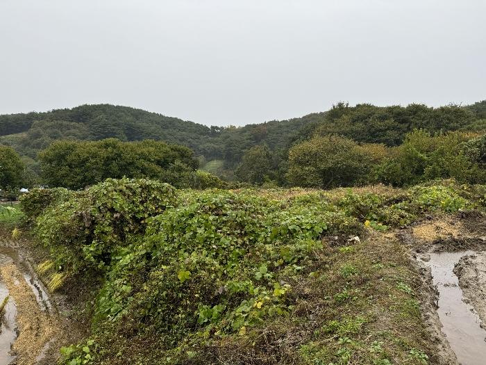 충청남도 청양군 화성면 구재리 87 전 경매 사진 2