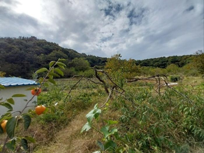 충청남도 공주시 의당면 두만리 225 답 경매 사진 14
