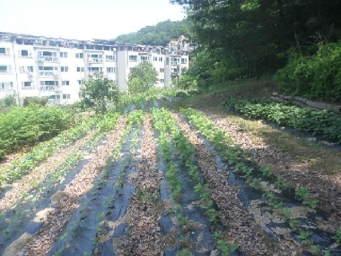 전북특별자치도 전주시 완산구 중화산동2가 산39-6 임야 경매 사진 44