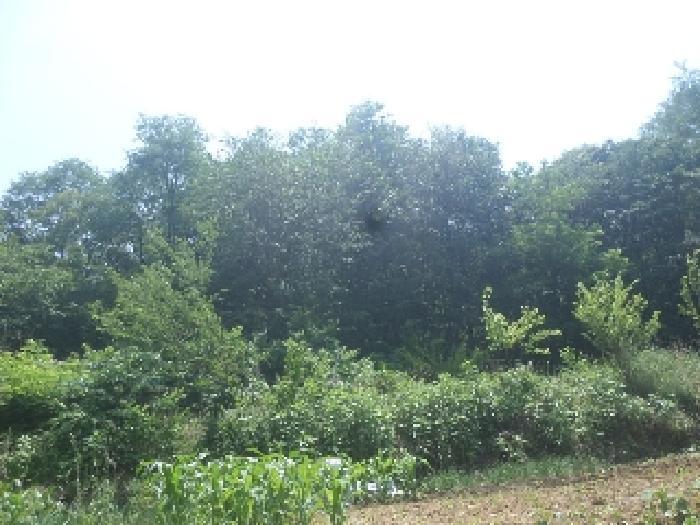 전북특별자치도 전주시 완산구 중화산동2가 산39-6 임야 경매 사진 47
