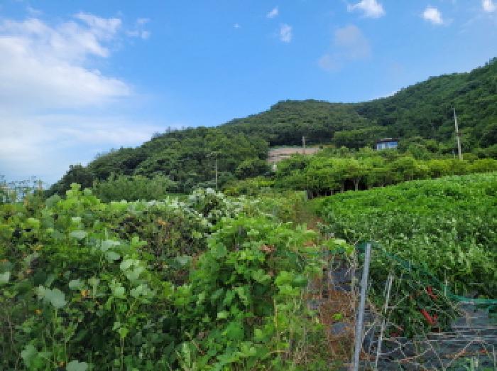 전라남도 여수시 돌산읍 평사리 1299-2 전 경매 사진 10