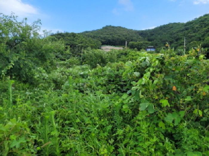 전라남도 여수시 돌산읍 평사리 1299-2 전 경매 사진 11