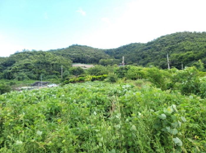 전라남도 여수시 돌산읍 평사리 1299-2 전 경매 사진 12