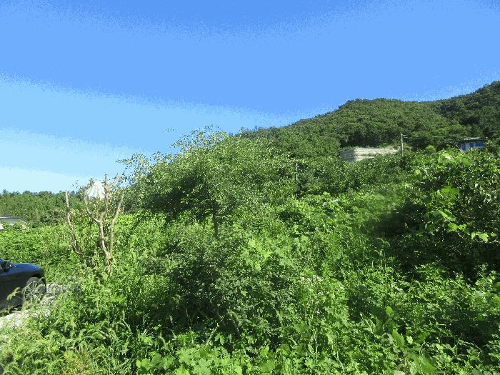 전라남도 여수시 돌산읍 평사리 1299-2 전 경매 사진 4