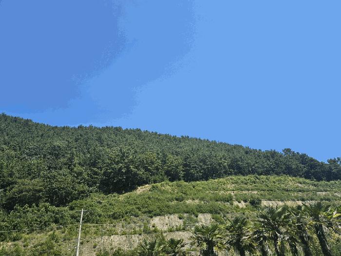 전라남도 여수시 화정면 조발리 산32 임야 경매 사진 1