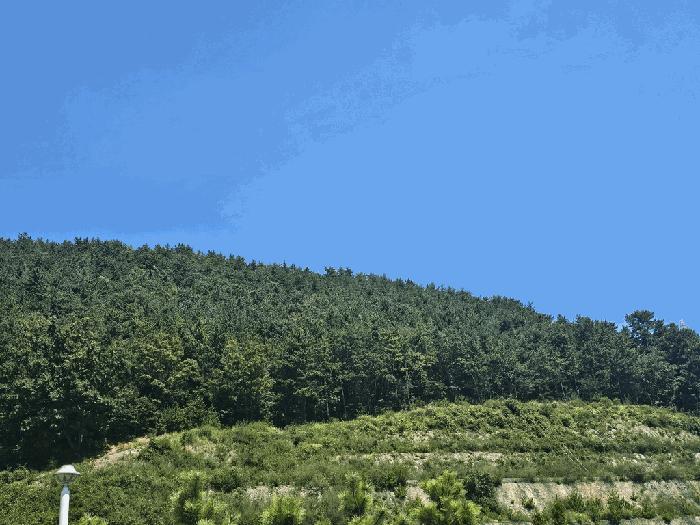 전라남도 여수시 화정면 조발리 산32 임야 경매 사진 5