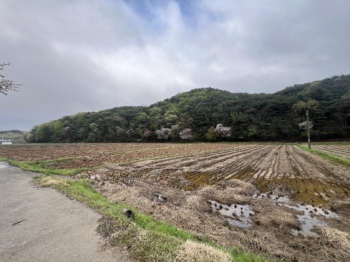 충청남도 청양군 남양면 대봉리 208 대지 경매 사진 7