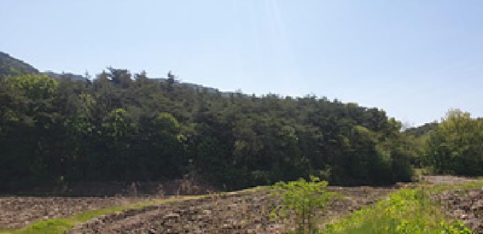 충청남도 예산군 덕산면 둔리 산36-1 임야 경매 사진 16