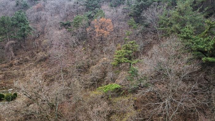 부산광역시 수영구 망미동 산114 임야 경매 사진 8