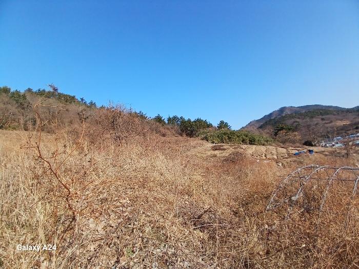 전라남도 영광군 염산면 봉남리 856-53 임야 경매 사진 3