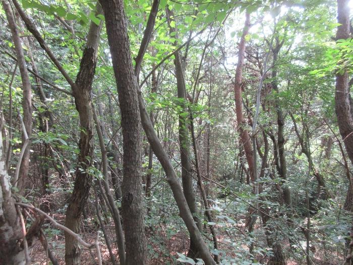 전라남도 장성군 황룡면 월평리 98-29 대지 경매 사진 16