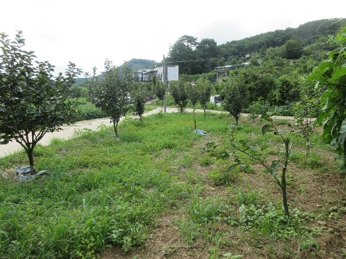 전라남도 장성군 황룡면 신호리 631 전 경매 사진 9