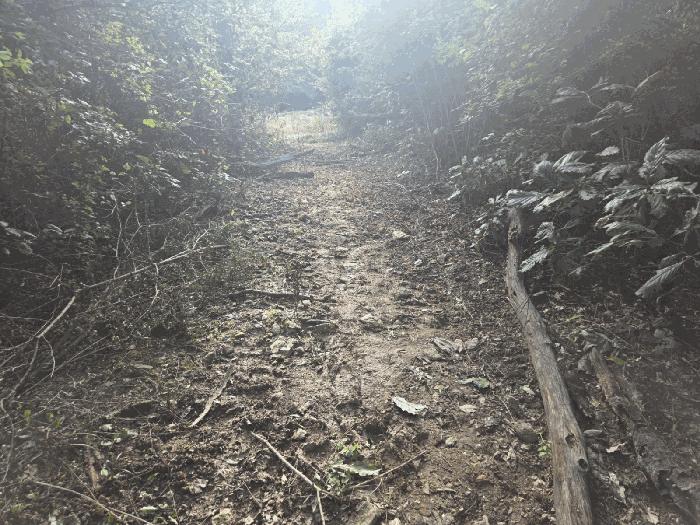 충청남도 금산군 군북면 조정리 산131 임야 경매 사진 4