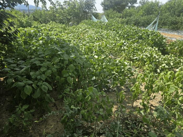 경상북도 경산시 자인면 울옥리 71 대지 경매 사진 2
