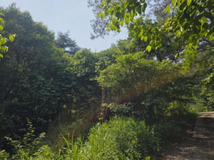 충청북도 제천시 한수면 덕곡리 산63-1 임야 경매 사진 43