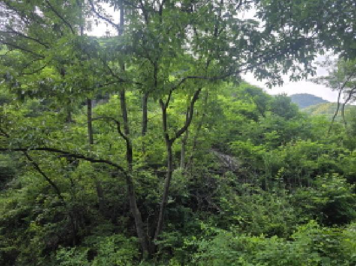 충청북도 제천시 한수면 덕곡리 산63-1 임야 경매 사진 53