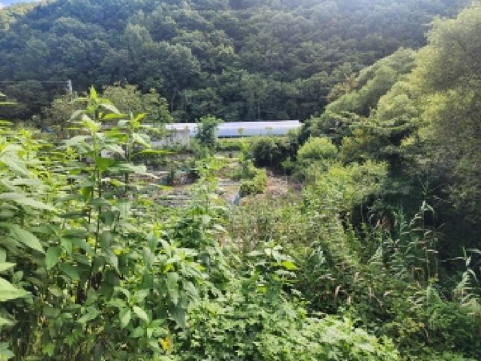 전북특별자치도 무주군 무풍면 삼거리 290-2 답 경매 사진 11