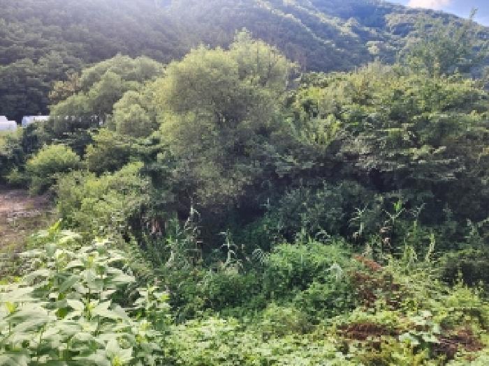 전북특별자치도 무주군 무풍면 삼거리 290-2 답 경매 사진 13