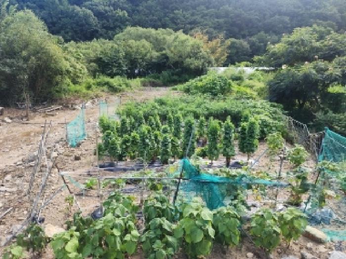 전북특별자치도 무주군 무풍면 삼거리 290-2 답 경매 사진 5