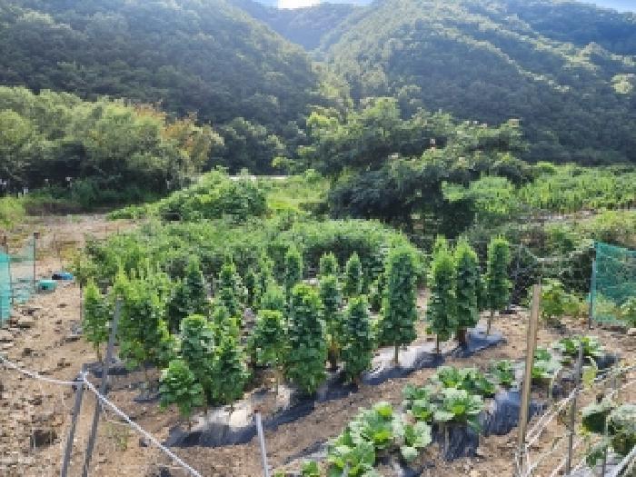 전북특별자치도 무주군 무풍면 삼거리 290-2 답 경매 사진 7