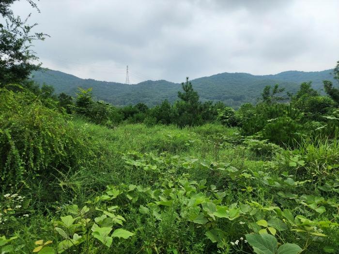 충청남도 서산시 운산면 고산리 333-3 대지 경매 사진 36