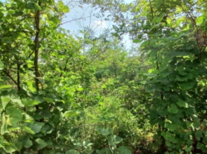 충청남도 서산시 운산면 고산리 333-3 대지 경매 사진 42