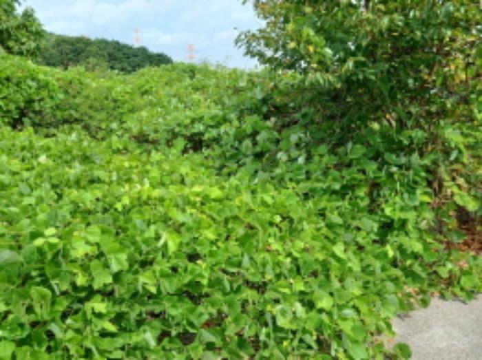 충청남도 서산시 운산면 고산리 333-3 대지 경매 사진 48