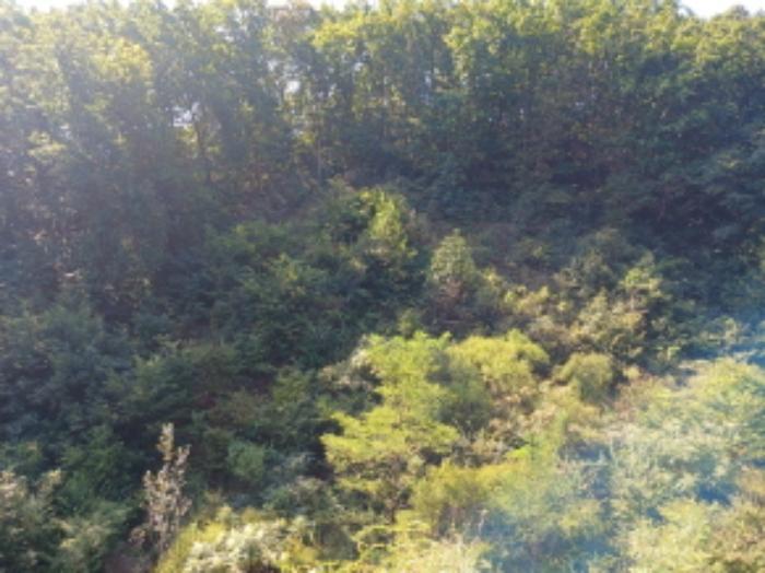 충청남도 서산시 운산면 고산리 333-3 대지 경매 사진 52