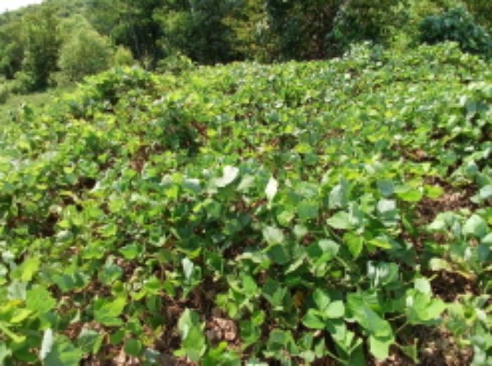 충청남도 서산시 운산면 고산리 333-3 대지 경매 사진 65