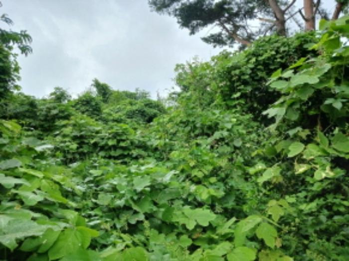 충청남도 서산시 운산면 고산리 333-3 대지 경매 사진 69