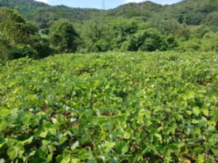 충청남도 서산시 운산면 고산리 333-3 대지 경매 사진 81