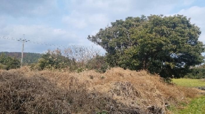 제주특별자치도 서귀포시 대정읍 보성리 1263-3 전 경매 사진 15